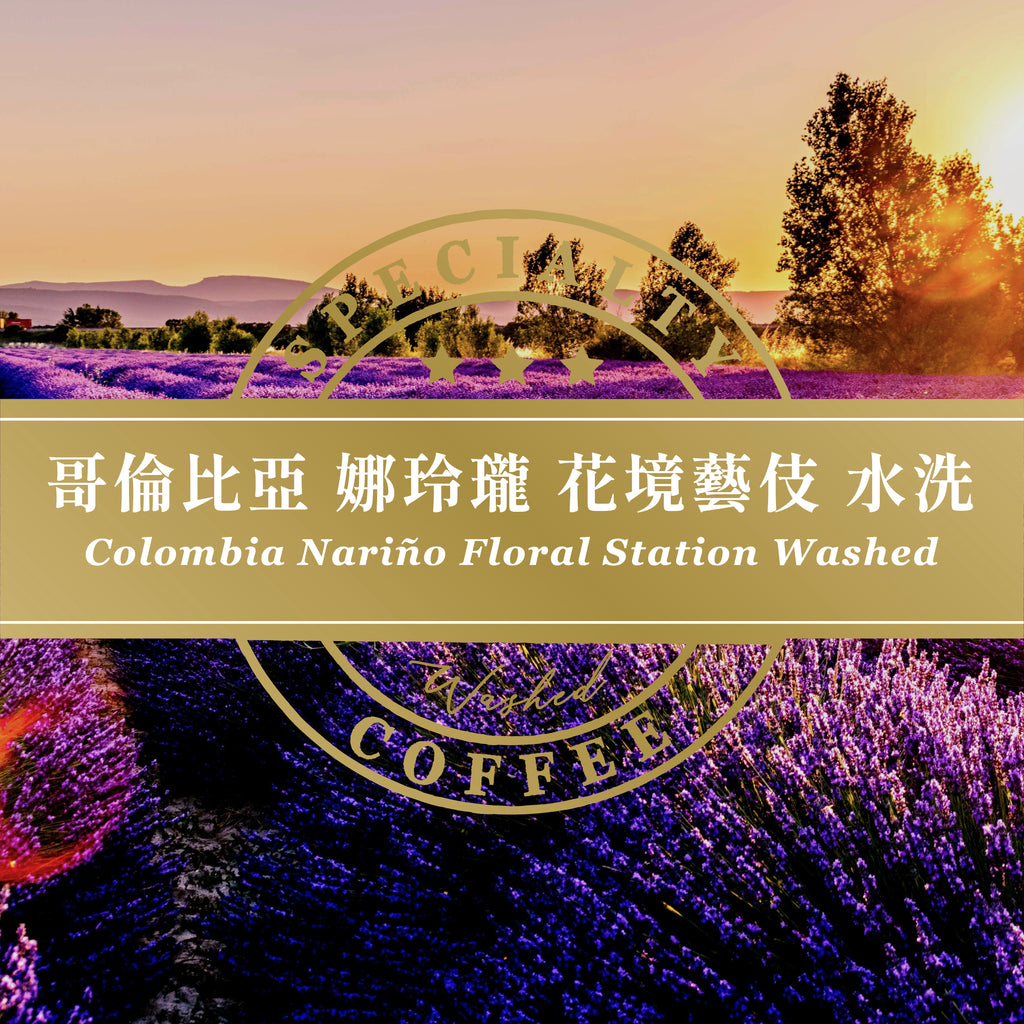 哥倫比亞 娜玲瓏 花境藝伎 水洗